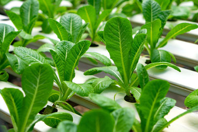 Close-up of fresh green leaves