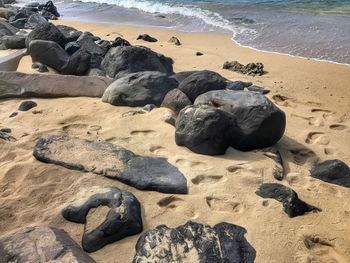 High angle view of sea lion on sand at beach