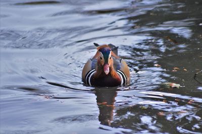 Mandarin duck swimming in a pond