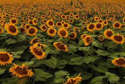 Sunflowers blooming on field