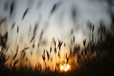 Plants growing on field against sky during sunset