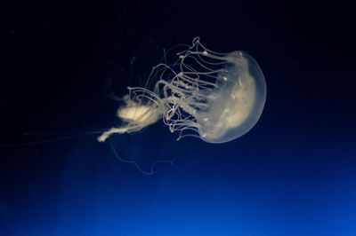 Close-up of jellyfish swimming in sea