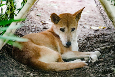 View of a dingo resting on ground