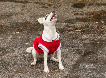 Dog looking up for a treat 