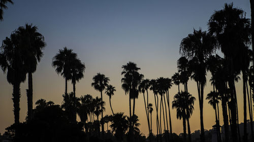 Low angle view of palm trees against clear sky