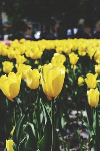 Close-up of yellow tulips growing on field