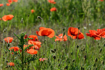 Close-up of red poppy blooming in field