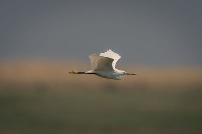 Bird flying against clear sky