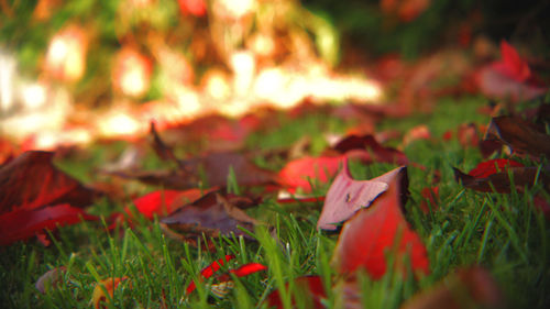 Close-up of dry leaves on field