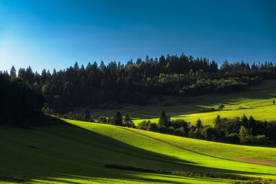 Scenic view of field against clear sky