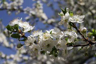 Close-up of white cherry blossoms in spring