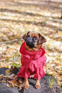 Dog small brabanson with chestnut color wearing in red overall at autumn park