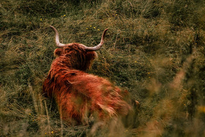 View of a ox on field turned away from camera