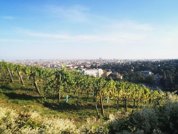 Scenic view of vineyard against sky