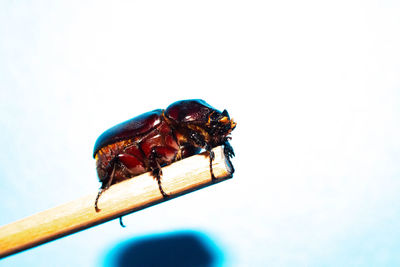 Close-up of insect over white background