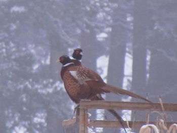 Bird perching outdoors