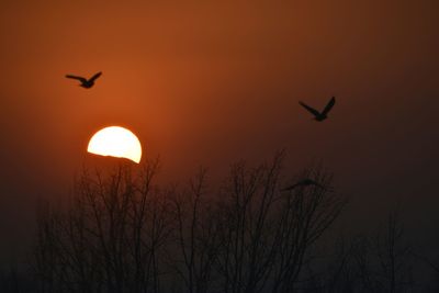 Silhouette of bird flying against sky during sunset