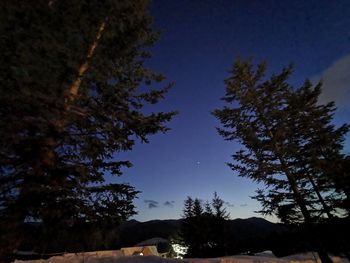 Low angle view of trees against sky at night