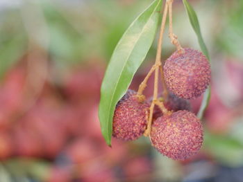 Close-up of strawberry growing on tree