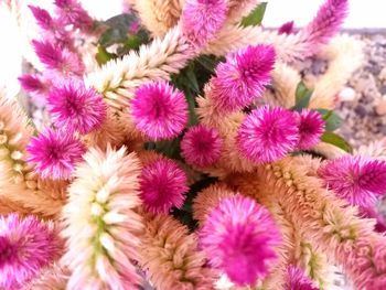 Close-up of pink flowers