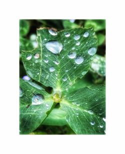 Close-up of water drops on plant