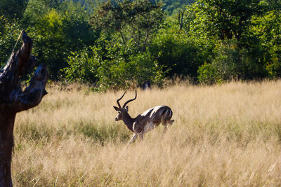 Antelope evading capture