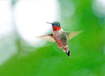 Close-up of a bird against blurred background