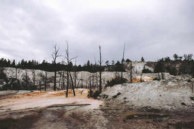 Bare trees on snow covered land against sky