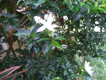 Close-up of white flowering plant