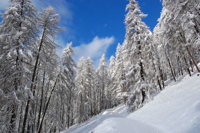 Snow covered pine trees against sky