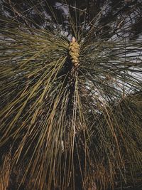 Full frame shot of palm tree