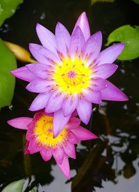 Close-up of pink lotus water lily in pond