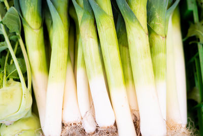 Close-up of vegetables for sale at market stall