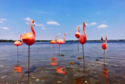 Birds on the lake