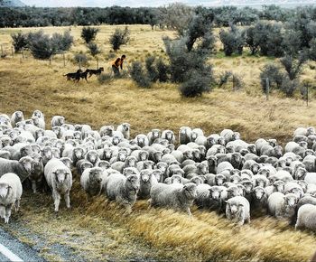 Flock of sheep