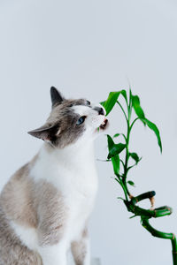 Light gray cat with blue eyes eating houseplant. minimalist photo of domestic cat chewing bamboo. 
