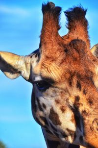Close-up of giraffe
