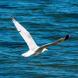 Seagull flying