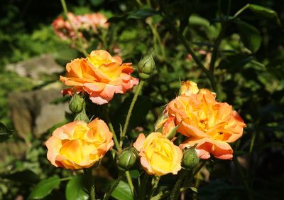 Close-up of orange flowering plant