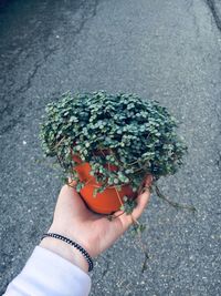 Cropped hand of person holding potted plant against street