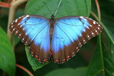 Close-up of butterfly on leaf