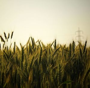 Wheat growing on field against clear sky