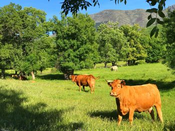 Cows on field against trees