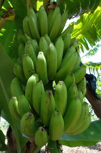 Close-up of banana tree