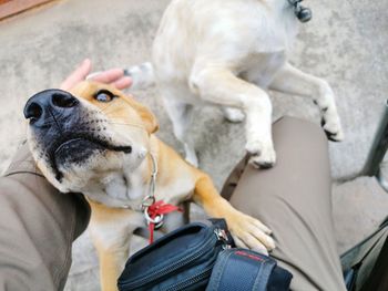 Close-up of dog looking away