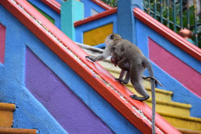 View of tortoise on railing