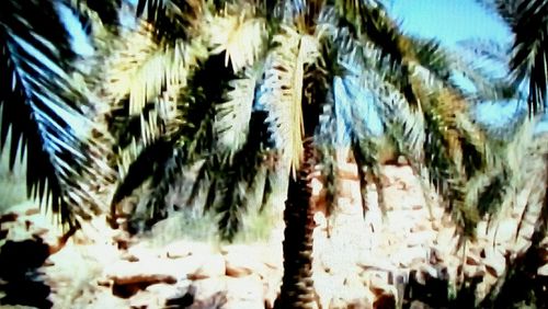 Low angle view of palm trees against sky on sunny day