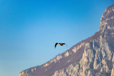 Flying bird on the lecco lake