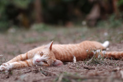 Low angle view of cat resting on field