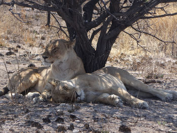 Two lions are resting under a bush in the etosha national park in namibia